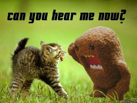 Kitten and Sponge Try to Communicate