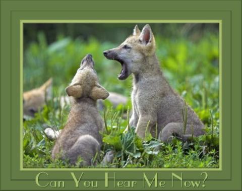 Howling Pups on a Communication Roll